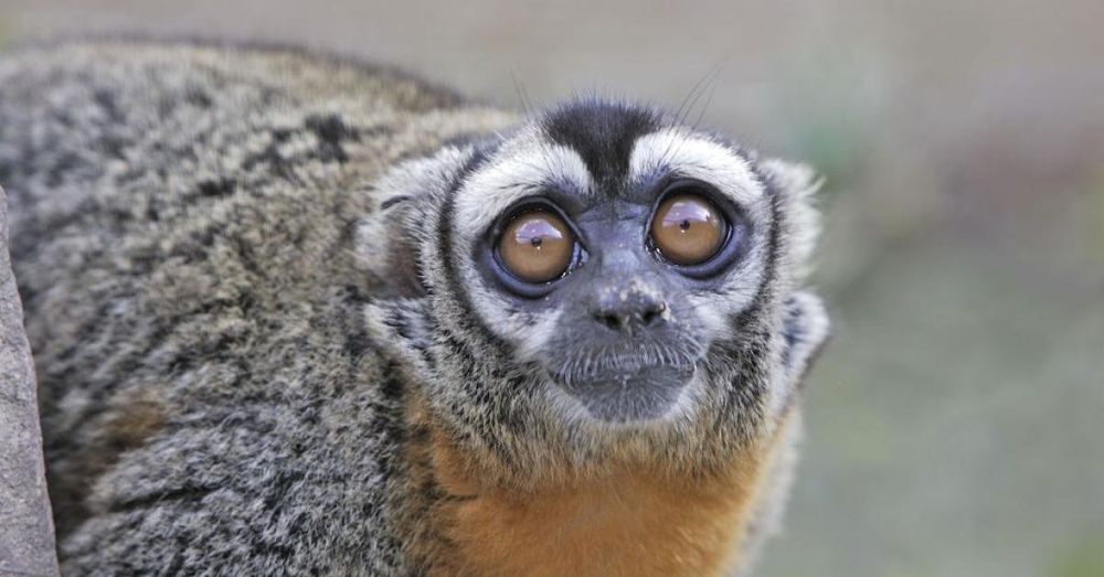 Navy infecting 'at-risk' monkeys with lethal pathogens after CDC ordered to stop: watchdog