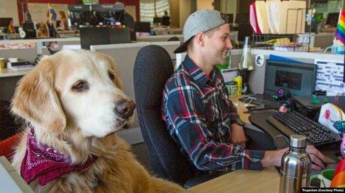 Dogs Are Coming Back to the Office With Their People