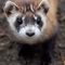 Scientists say they've successfully cloned an endangered North American species