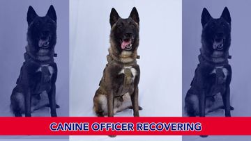 U.S. Canine Officer Recovering