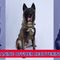 U.S. Canine Officer Recovering