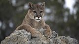 Agency baffled by cause of cougar attack