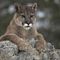Agency baffled by cause of cougar attack