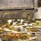 Cigars to rice, economic winners in Cuba deal