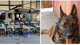 U.S. Leaves Service Dogs Stranded In Afghanistan