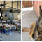 U.S. Leaves Service Dogs Stranded In Afghanistan