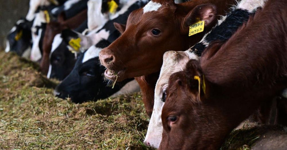 California's new animal welfare law has livestock farmers across the country concerned