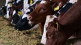 Bird flu infects person after contact with Texas dairy cattle