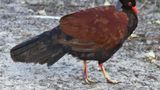 Researchers find rare bird for first time in 140 years