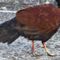 Researchers find rare bird for first time in 140 years
