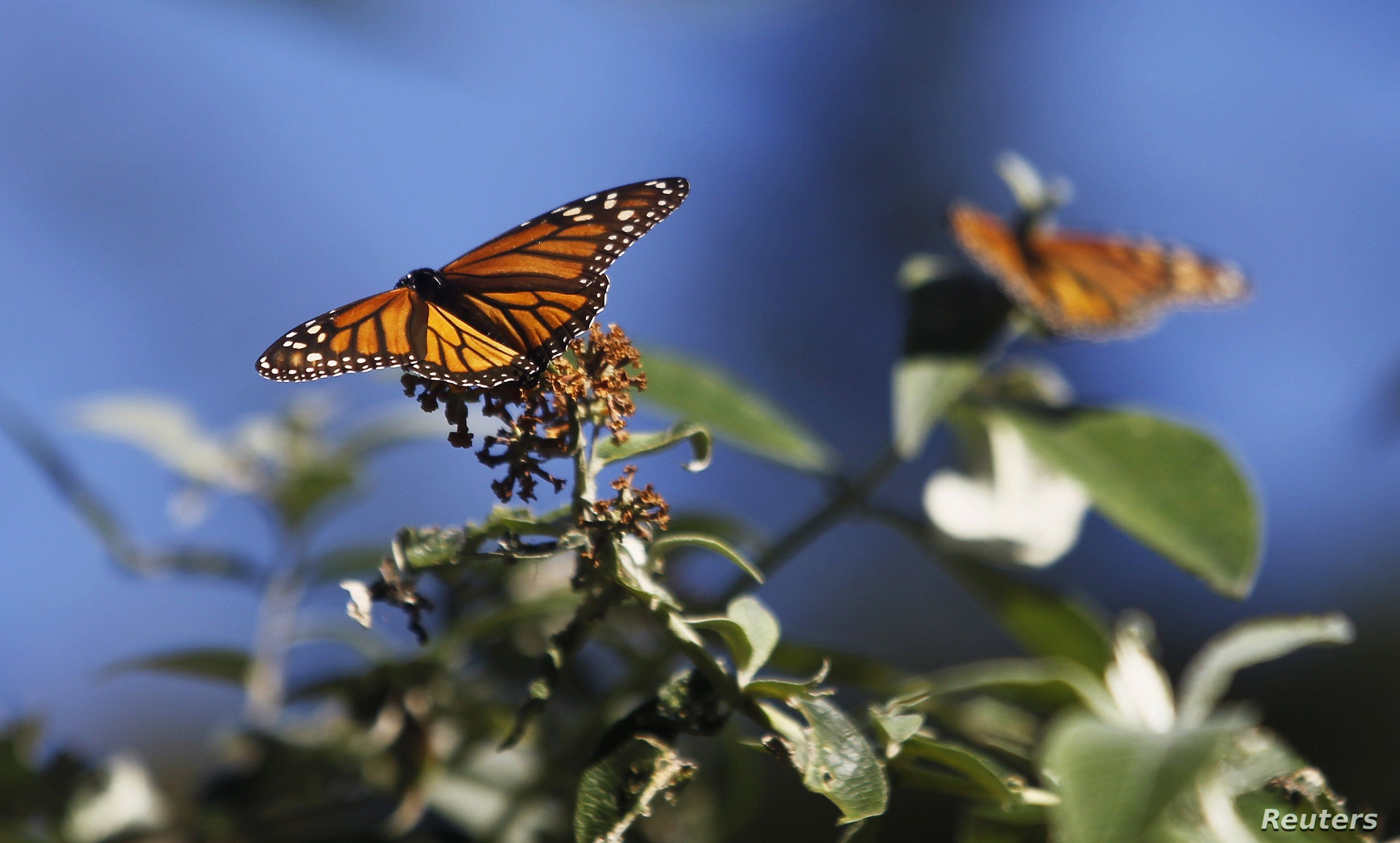 FILE - Monarch butterflies cling to a plant at the Monarch Grove Sanctuary in Pacific Grove, California, Dec. 30, 2014. 