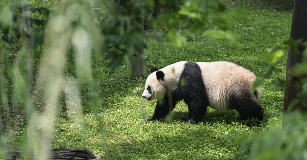 Giant Pandas at D.C. zoo to return to China after 23 years