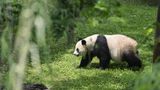 Giant Pandas at D.C. zoo to return to China after 23 years