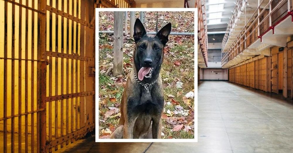 MS-19 gang members 'violently' kill K-9 protecting officer during Virginia prison assault