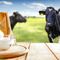 Farewell Dairy, Pass The Pea Milk Please