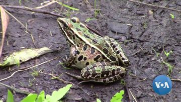 Butterfly Populations Reflect Health of Wetlands