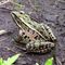 Butterfly Populations Reflect Health of Wetlands