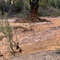 Tourists Hoping to See Arizona Falls Forced Out by Flooding