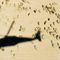 'Black Hawk Down' pilot announces campaign for Alabama Senate seat