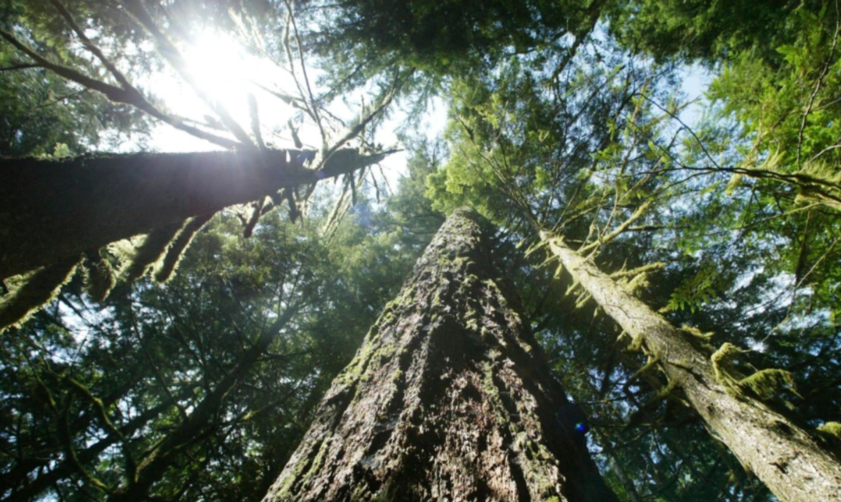 Biden Signs Executive Order on Earth Day to Protect Country's Oldest Trees