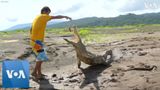 Costa Rican Man Faces Down Hungry Crocodiles to Make Ends Meet