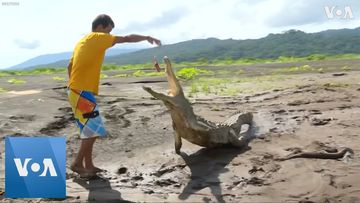 Costa Rican Man Faces Down Hungry Crocodiles to Make Ends Meet