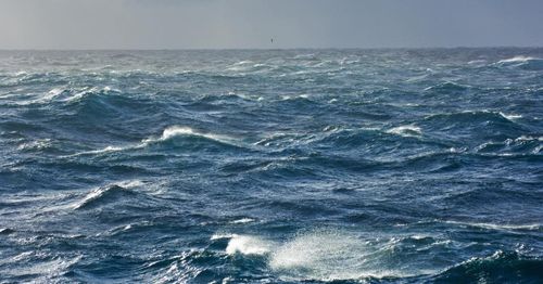 WATCH: Windsurfer crashes into whale in San Francisco Bay