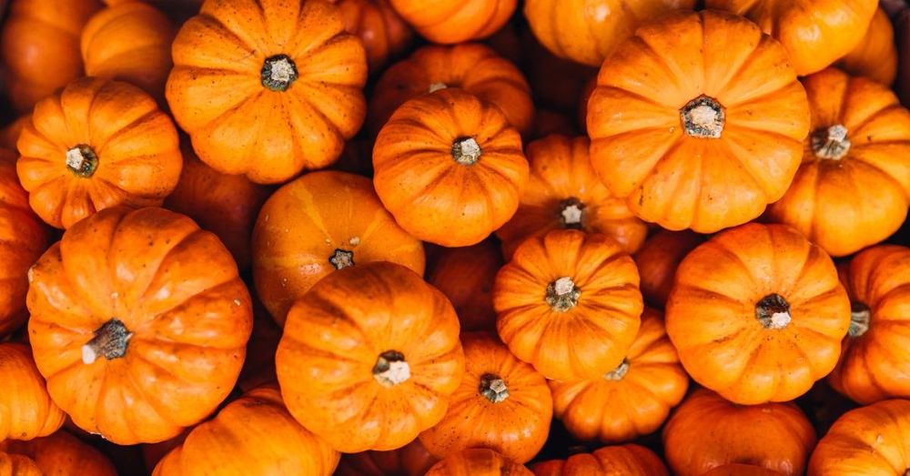 This surprising state tops U.S. in pumpkin production despite recent decline in value