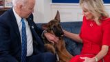 Biden's German Shepherd Commander leaves White House after numerous biting incidents