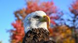 House sends bill to make bald eagles the official national bird to Biden's desk