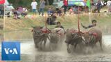 Thailand: Prized Buffaloes Participate in Muddy Race
