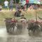 Thailand: Prized Buffaloes Participate in Muddy Race