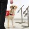 Supply chain issues creating shortage of pet food in US amid pandemic, increase in pet ownership