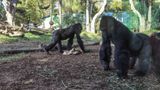 Nine apes receive experimental animal Covid-19 vaccine at San Diego Zoo, opening door to pets