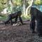 Nine apes receive experimental animal Covid-19 vaccine at San Diego Zoo, opening door to pets