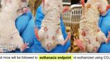 Rep. Mace offers bill to ban publicly funded 'transgender animal experiments' blessed by Fauci