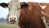 Foot-and-mouth disease outbreak causes cattle killing and border shutdown in Central Europe
