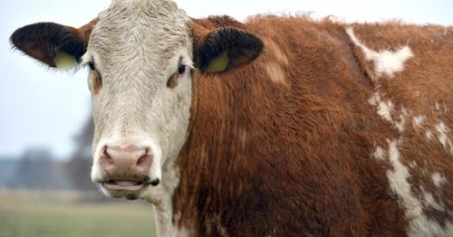 Ireland Dept. of Agriculture says 200,000 dairy cows being cut over emissions is 'not final policy'