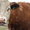 As beef takes beating from environmentalists, data suggest cows can actually fight climate change