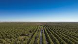 Texas pecan farmers on front lines of border crisis says illegal migration threatening livelihood