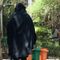 Sri Lanka moves to prohibit wearing burqas and to shut down more than 1,000 Islamic madrassas