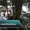 Bohemian Grove Security Watching Through the Trees