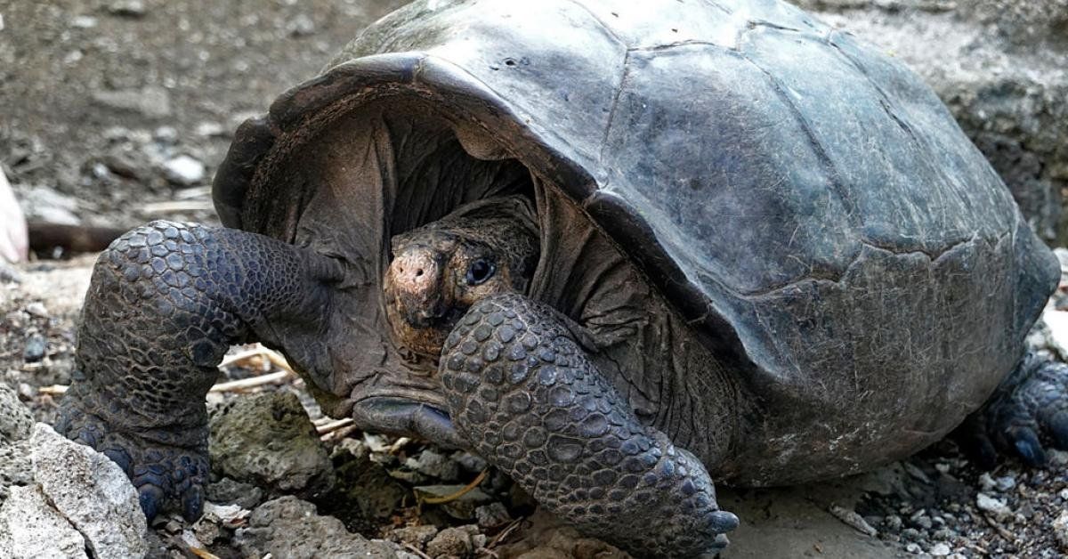 Scientists discover Galapagos tortoise thought extinct for nearly 100 years - Real America's Voice News