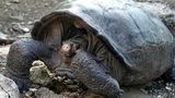 Scientists discover Galapagos tortoise thought extinct for nearly 100 years