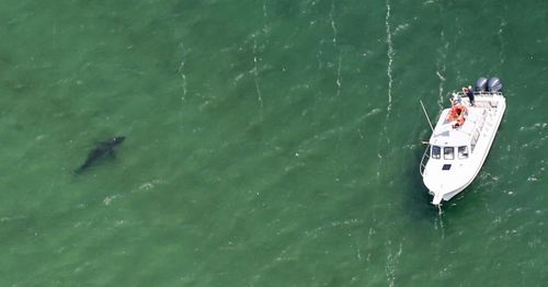 Experts warn of major shark presence off of Cape Cod ahead of July 4 holiday