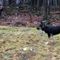 Backlash forces officials in Canada to end dog-walking curfew as part of new COVID lockdown