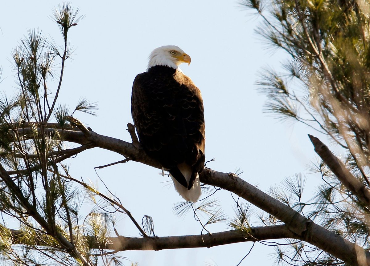 Trump Administration Weakens US Wildlife Protections; States, Conservationists to Sue