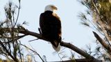 Trump Administration Weakens US Wildlife Protections; States, Conservationists to Sue