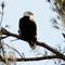 Trump Administration Weakens US Wildlife Protections; States, Conservationists to Sue