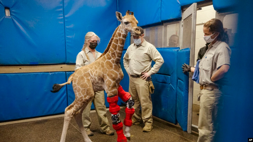 Bracing For Her Future: Baby Giraffe Fitted With Orthotic